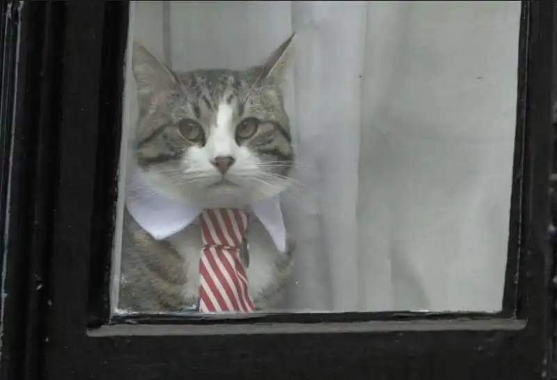 il gatto di assange 10