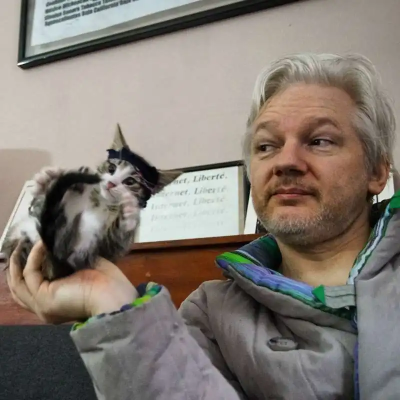 il gatto di assange 4