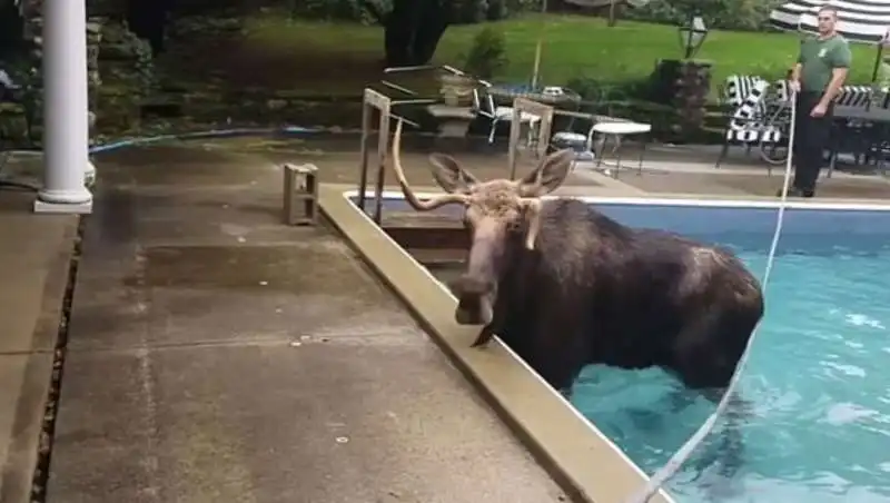 alce finisce in piscina 1