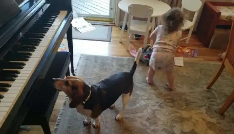 cane suona il pianoforte e bimba balla 5