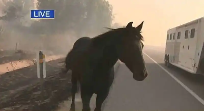 cavallo torna nella stalla in fiamme per salvare la famiglia 14