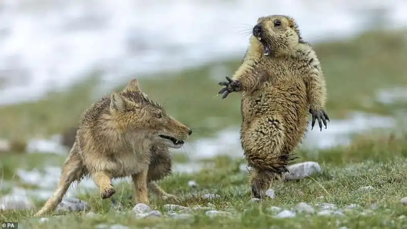 la foto vincitrice del wildlife photographer of the year 2019 18