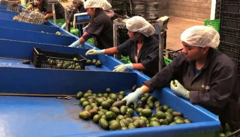 la guerra dei narcos per l'avocado 12