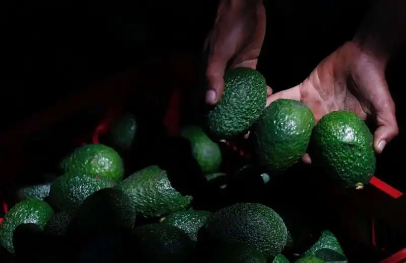 la guerra dei narcos per l'avocado 6