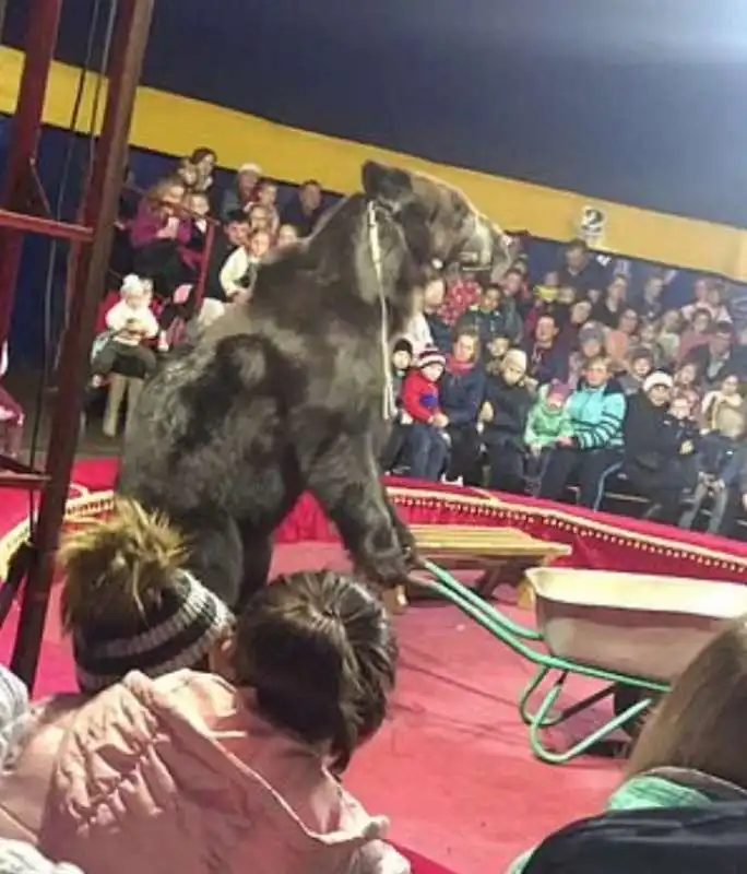 orso attacca domatore in un circo 2