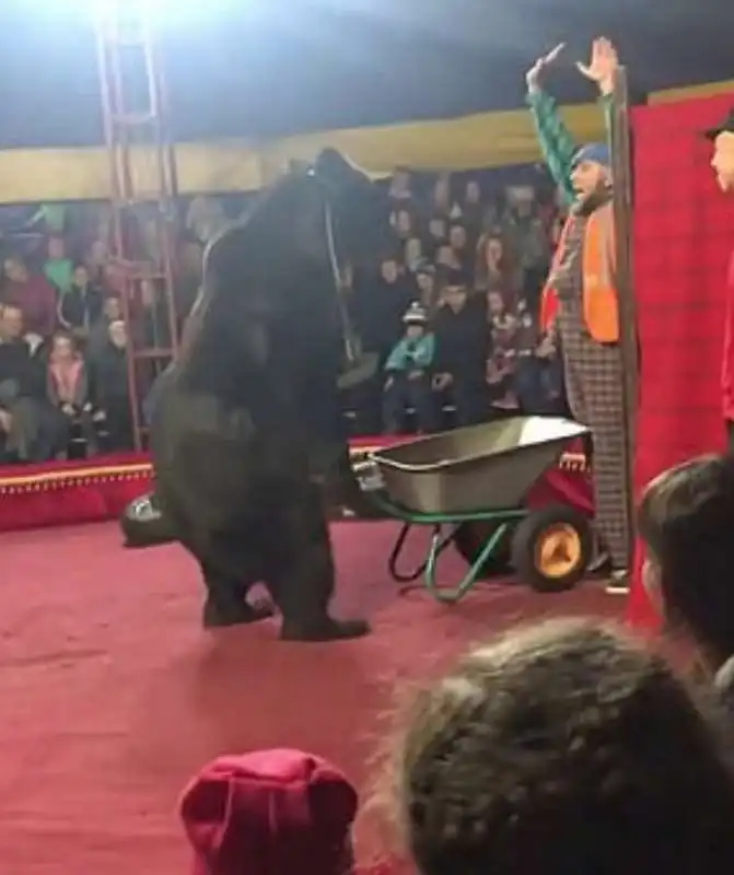 orso attacca domatore in un circo 4