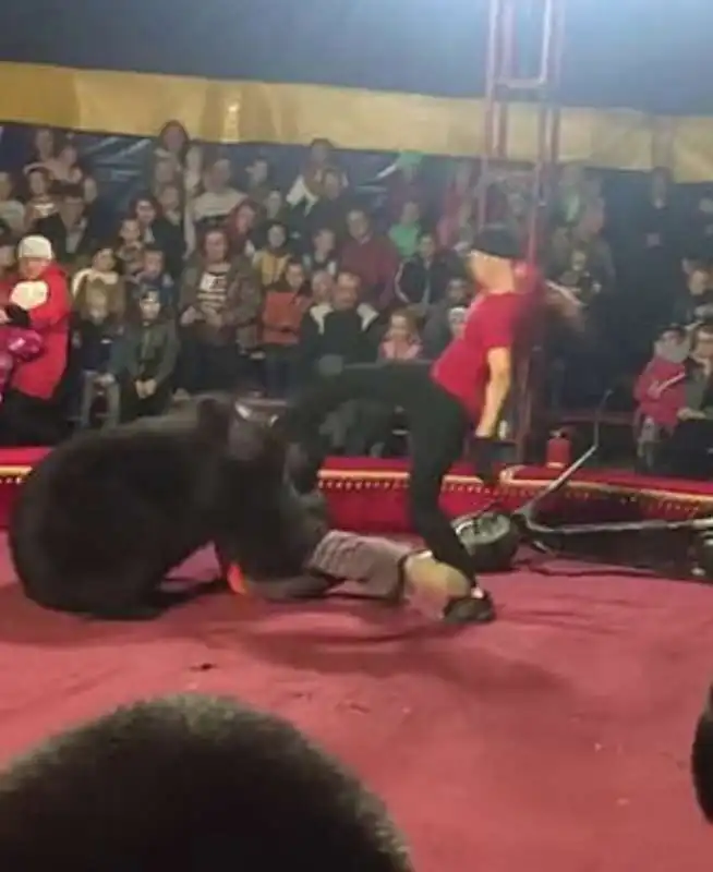 orso attacca domatore in un circo 8