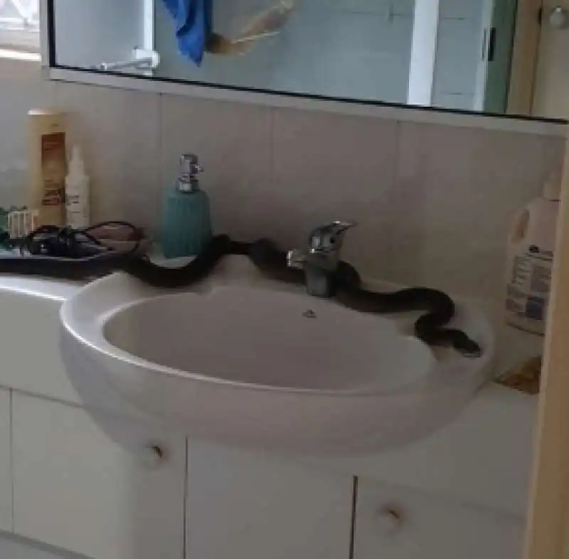 serpente in bagno in australia 3