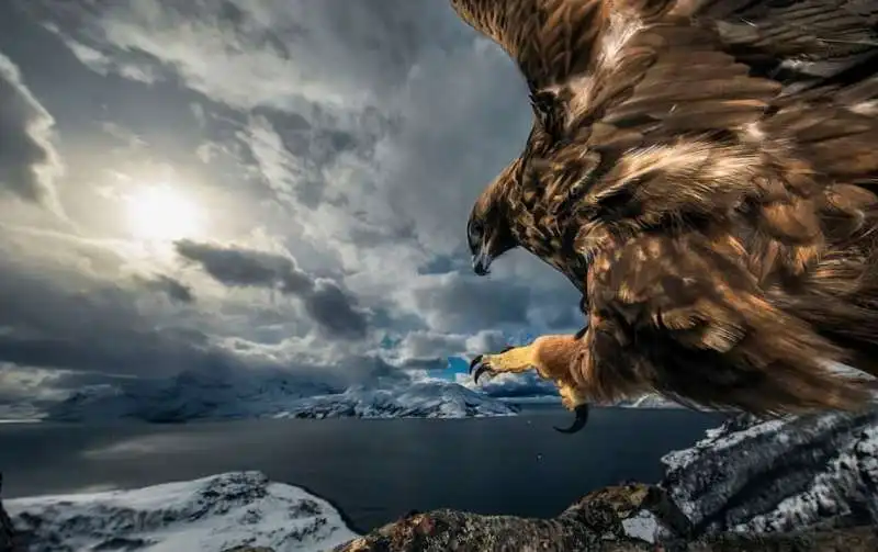 wildlife photographer of the year 2019 16