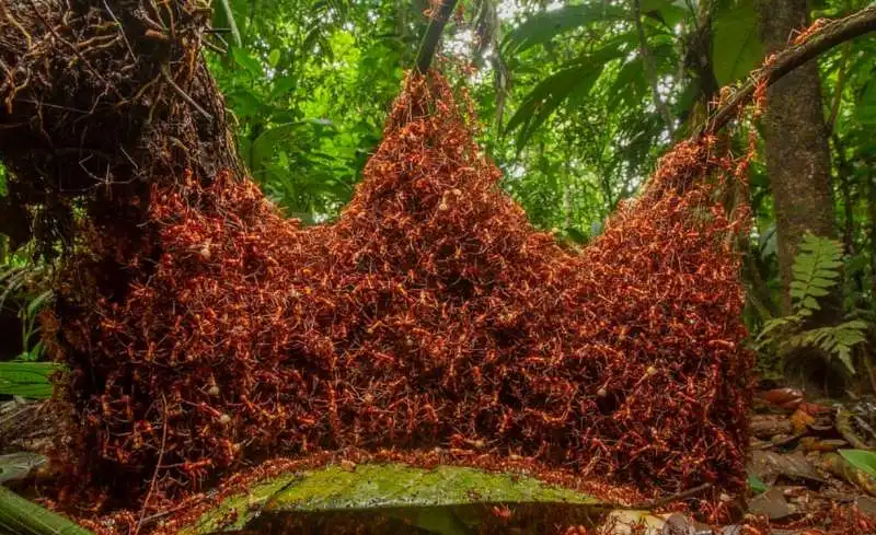 wildlife photographer of the year 2019 3