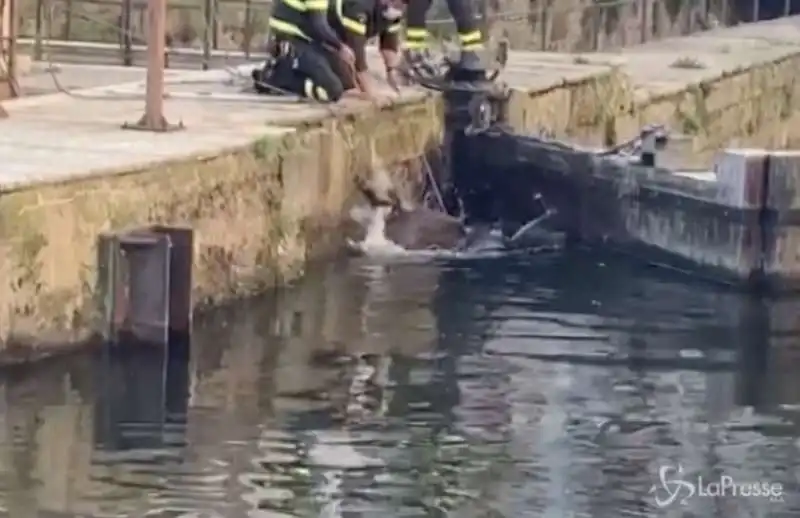 cinghiali nel naviglio a milano 1