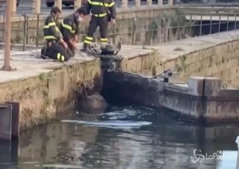 cinghiali nel naviglio a milano 2