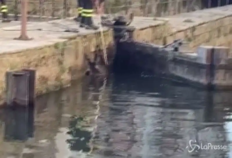 cinghiali nel naviglio a milano 3