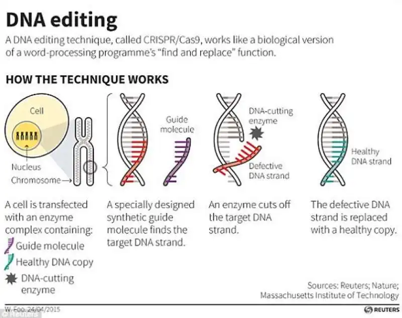 crisp cas9   il metodo taglia e incolla per il dna