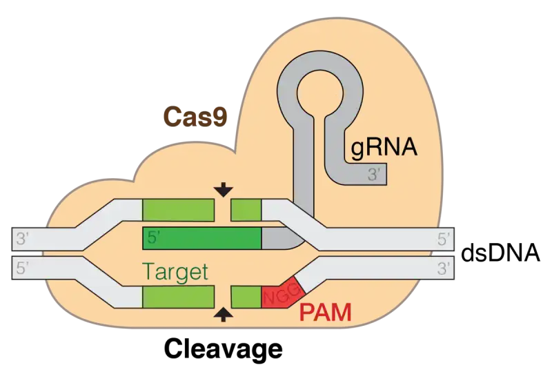 crispr cas9