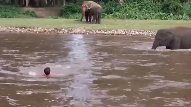 elefante corre a salvare un uomo in thailandia 3