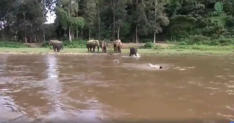 elefante corre a salvare un uomo in thailandia 9