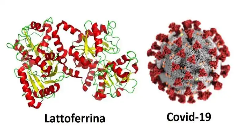 lattoferrina covid