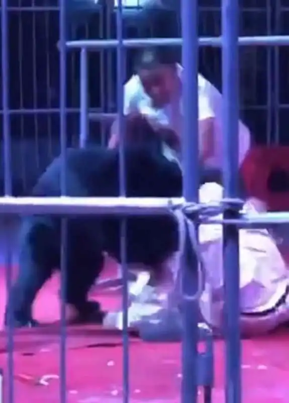 orso aggredisce addestratore in un circo in cina 3