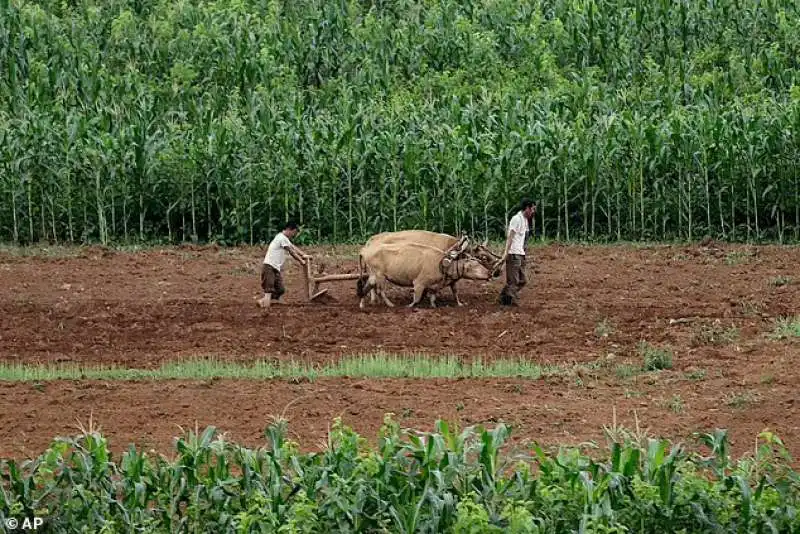 Agricoltura in Nord corea 2