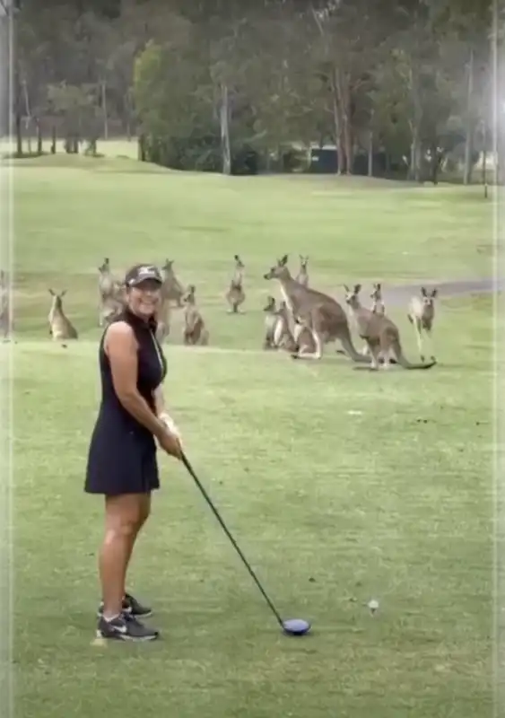 canguri invadono campo da golf