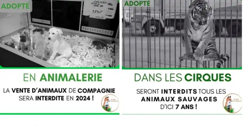 LEGGE E A TUTELA DEGLI ANIMALI IN FRANCIA