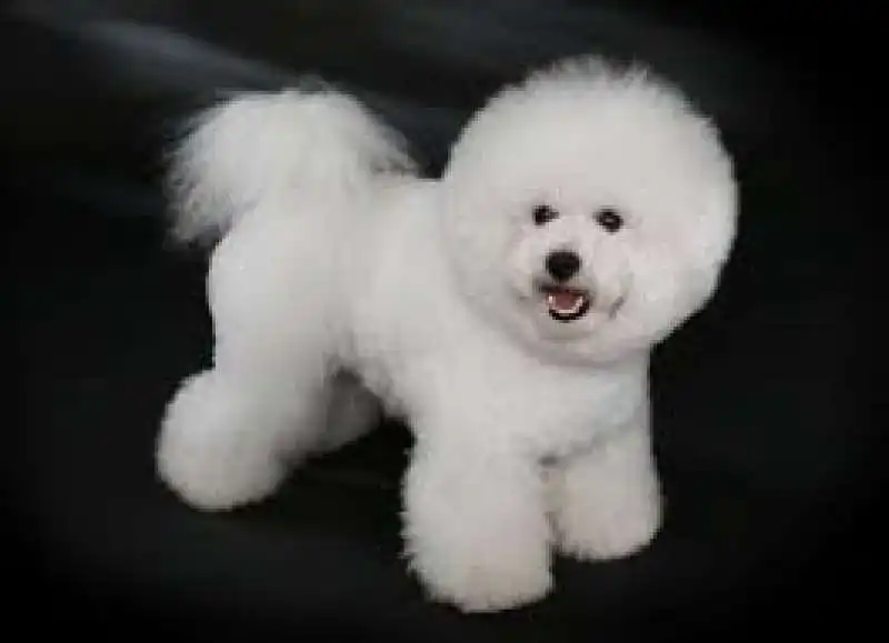 BICHON FRISE 2