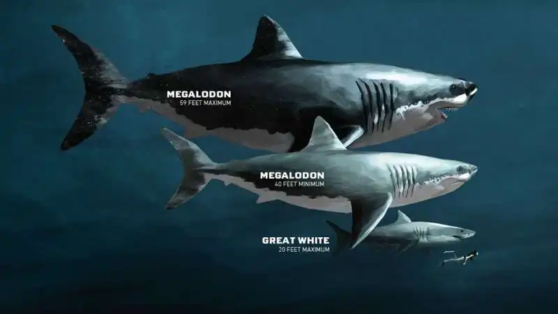 dimensione del megalodonte