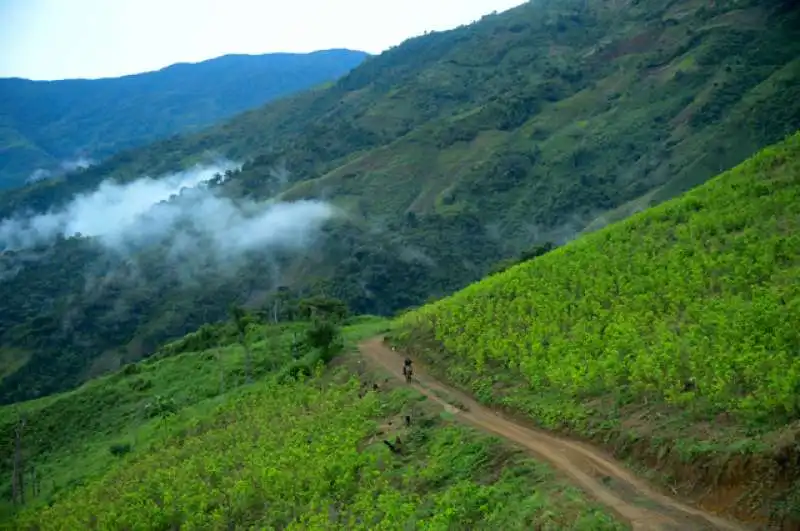 piantagioni cocaina colombia 3