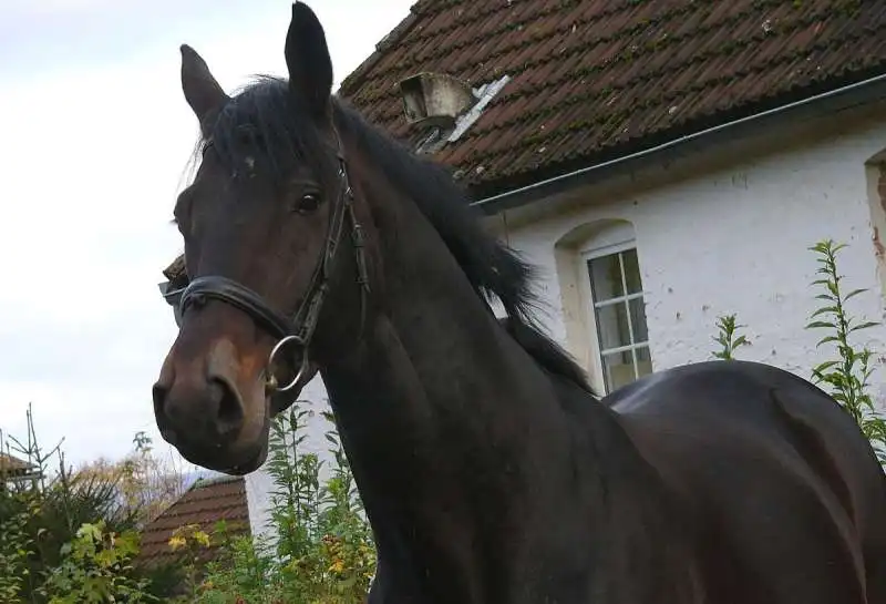 trakehner