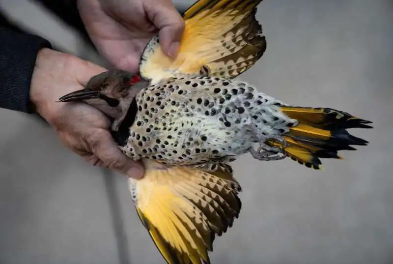 bird strike a chicago 4