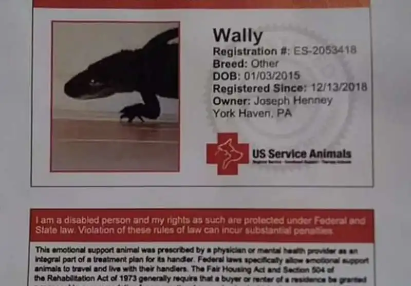 wally   l alligatore registrato come animale di supporto emotivo da joie henney 