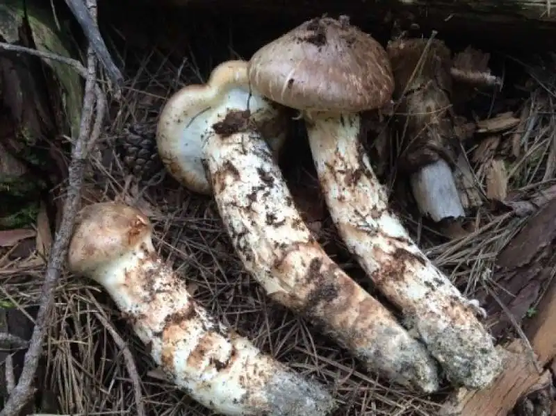 funghi matsutake 2