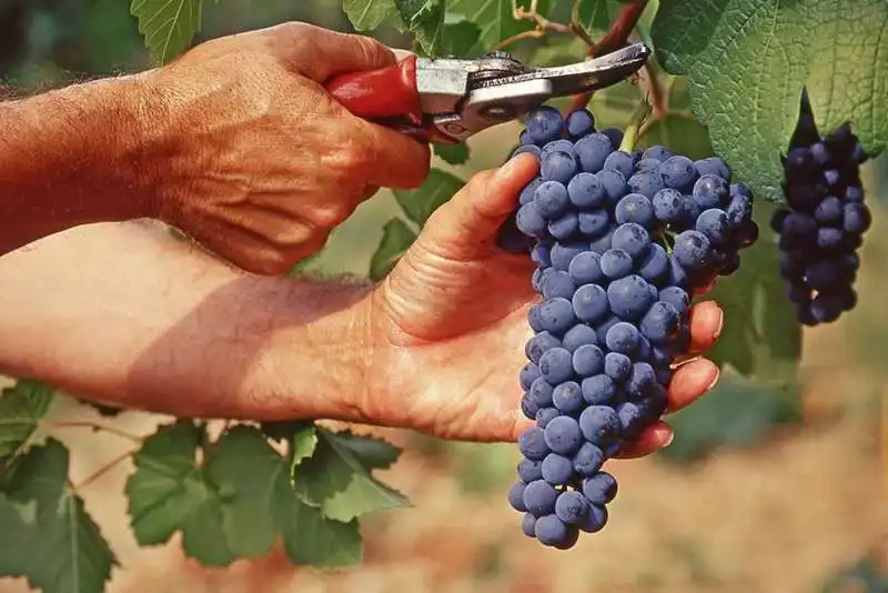 vendemmia