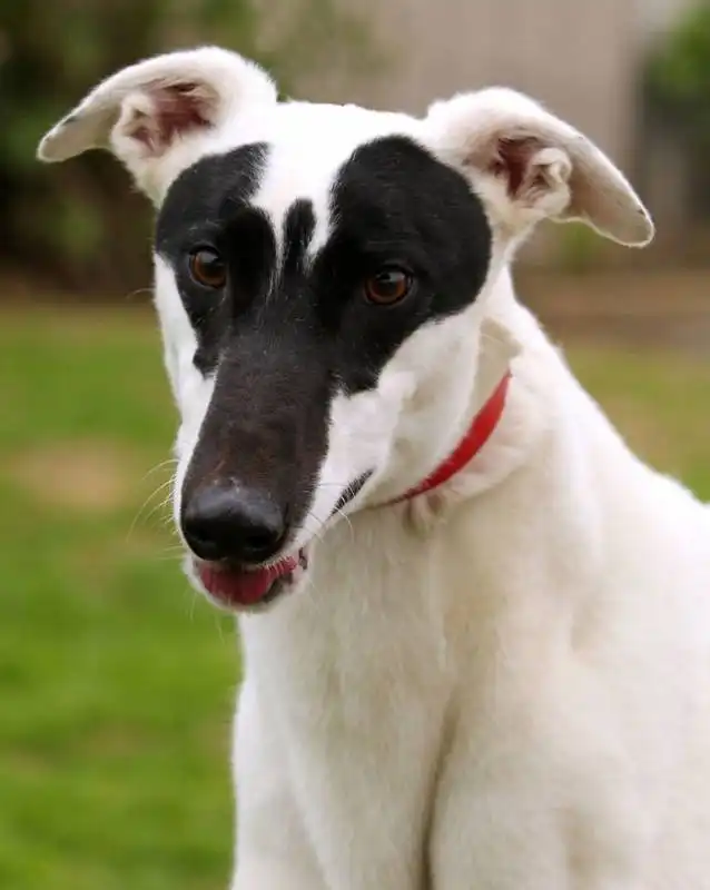 cane faccia d'angelo