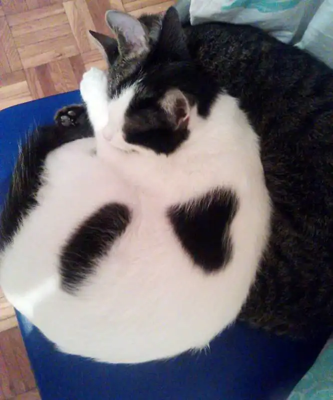 gatto col cuore