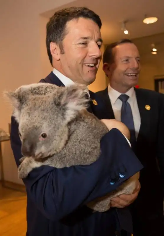 matteo renzi koala