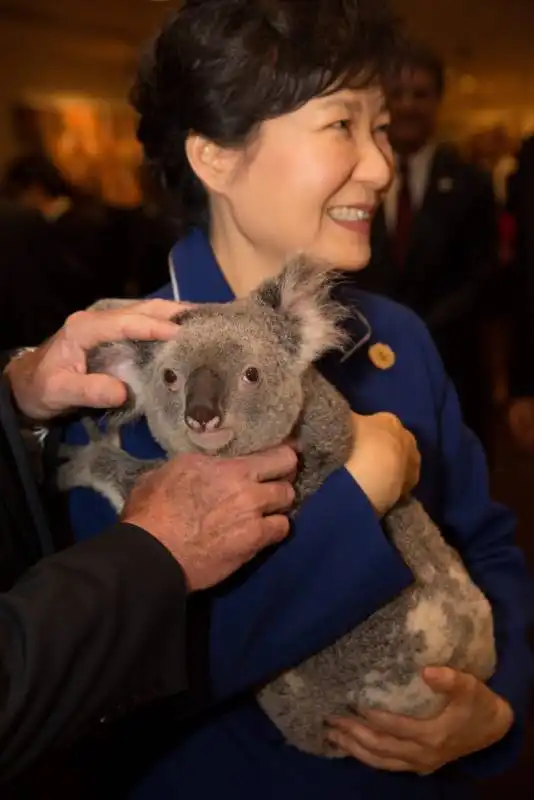 park geun hye koala