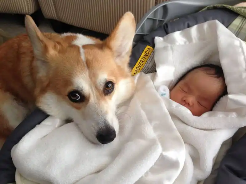 piccoli bambini e grandi cani 11