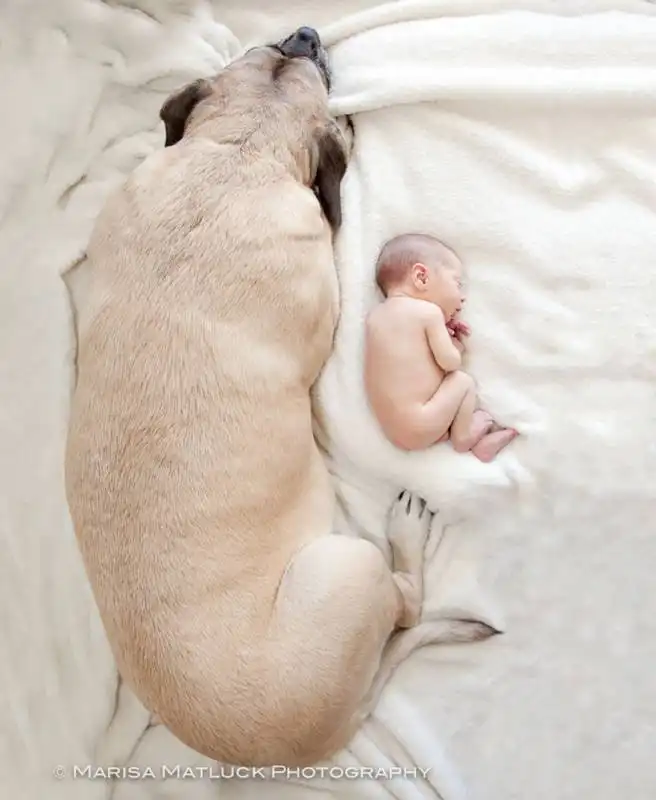 piccoli bambini e grandi cani 2