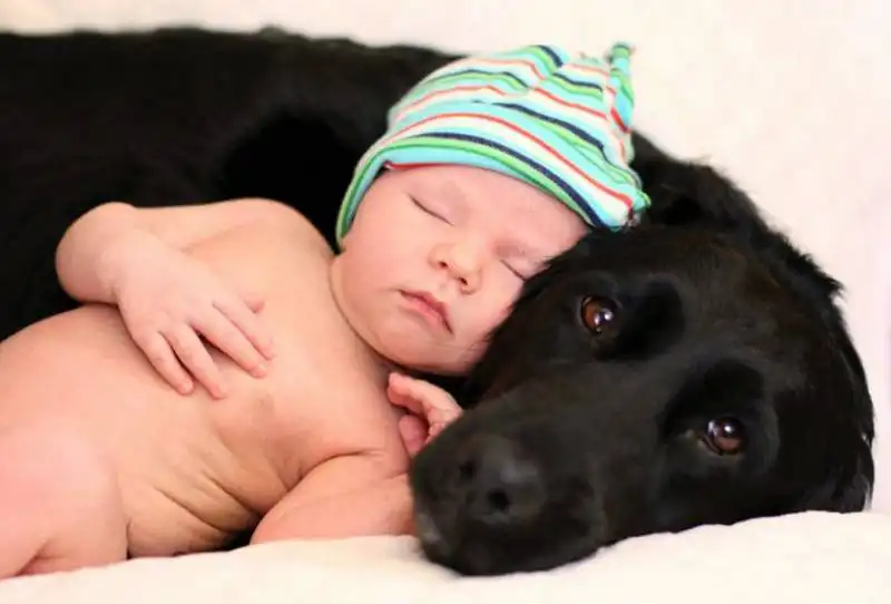 piccoli bambini e grandi cani 22