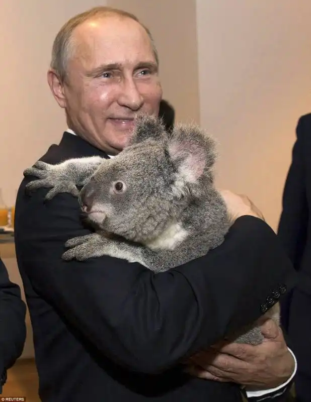 putin koala