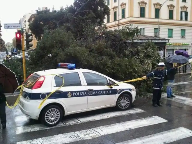 roma   crollato l'alberone