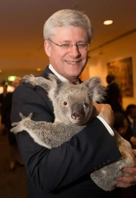 stephen harper koala