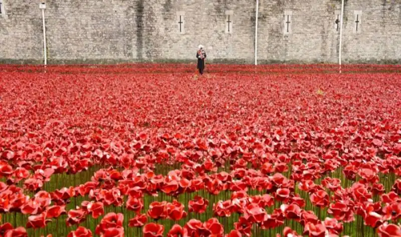 the blood swept lands and seas of red poppy installazione artistica