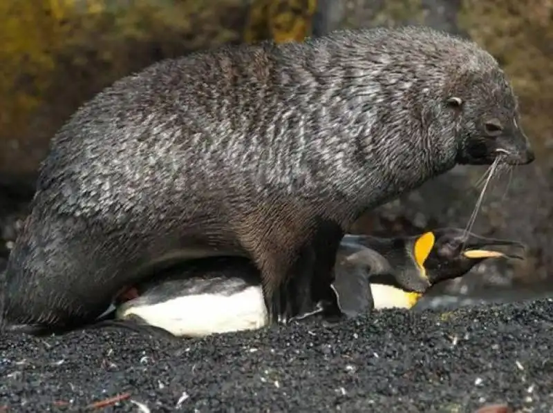 zazzaroni twitta otaria che fa sesso con pinguino