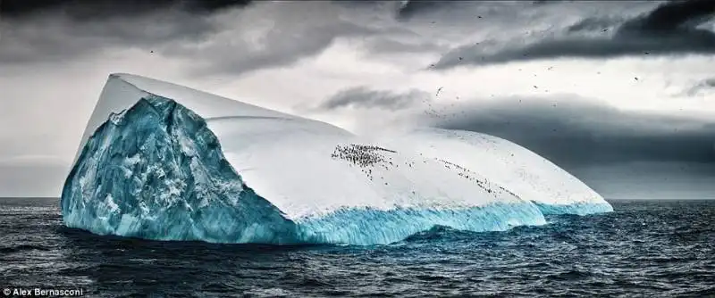 alex bernasconi pinguini su un iceberg