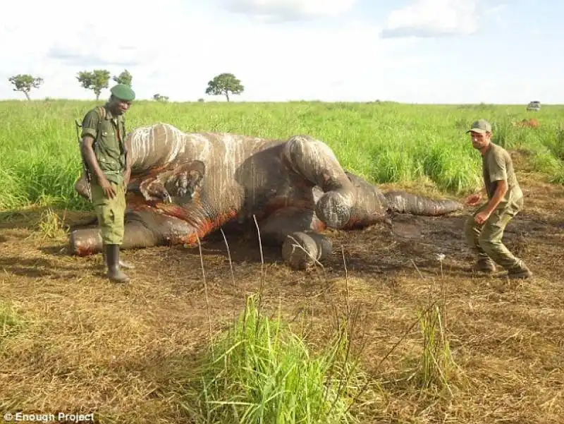 carcassa di elefante al parco nazionale di garamba