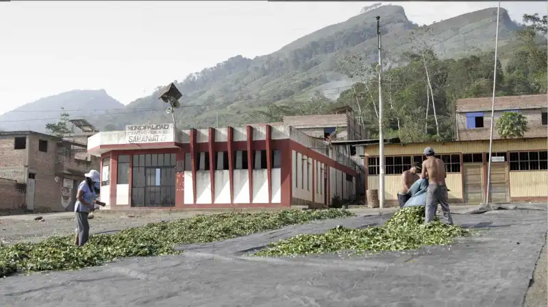 coltivare foglie di coca legale in peru