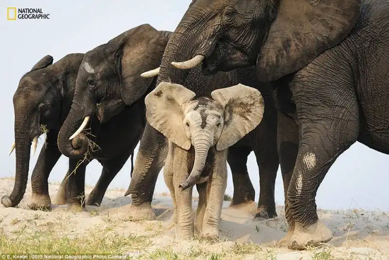 elefanti in botswana